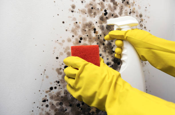 Best Attic Mold Remediation in Lake Katrine, NY