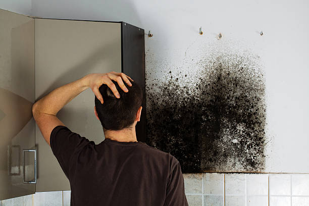 Best Emergency Mold Remediation in Lake Katrine, NY