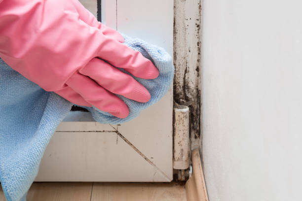 Best Residential Mold Remediation in Lake Katrine, NY